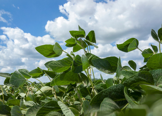 Soybean field