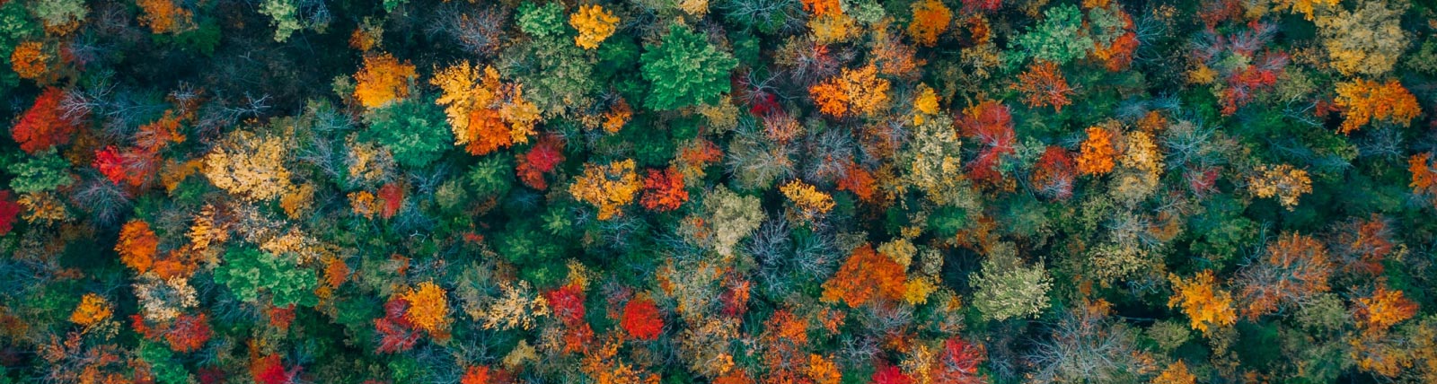 Trees in fall, Minnesota