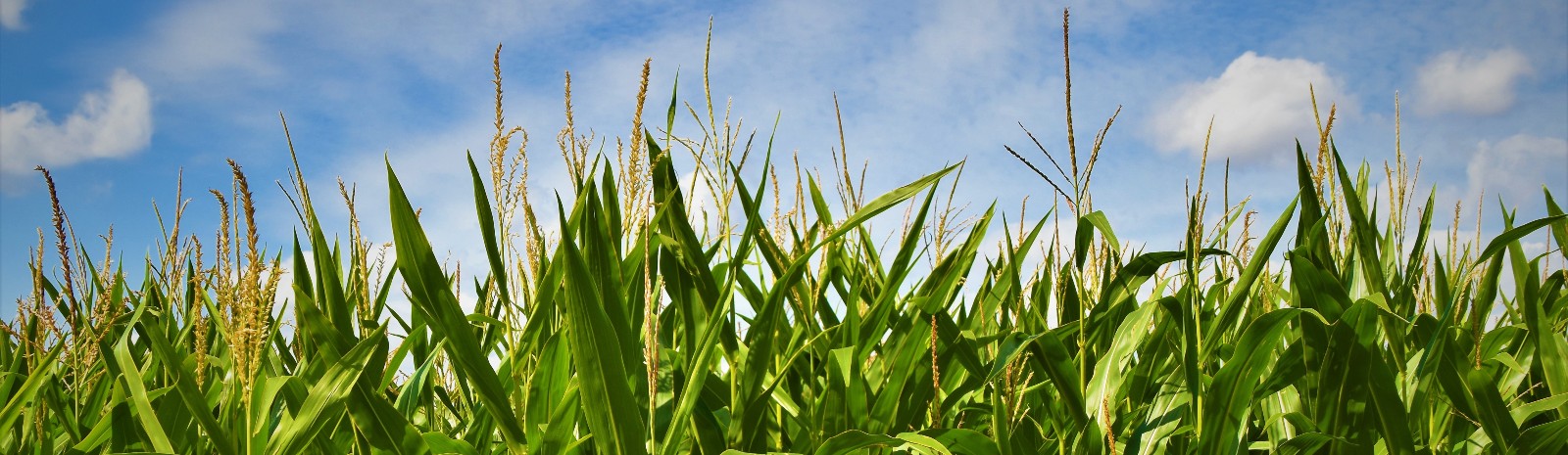 Corn field against a blue sky
