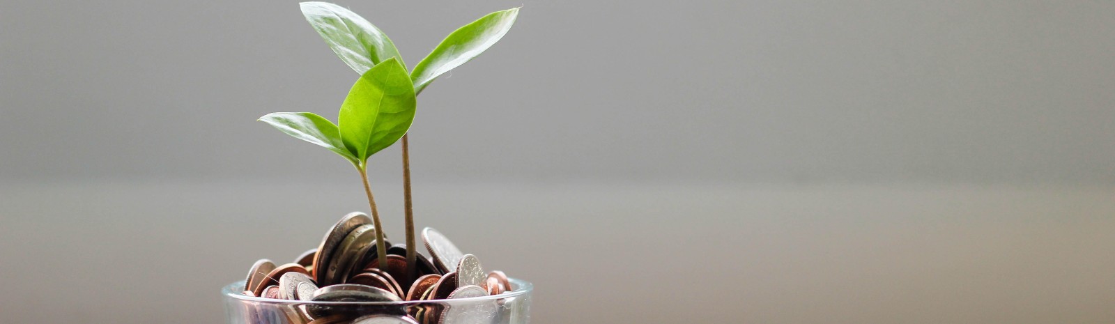 small green plant growing out of a cup of coins